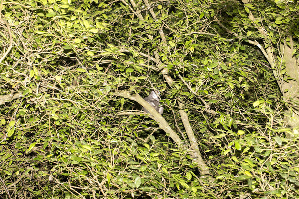 Koronás maki, Eulemur coronatus, az szinte láthatatlan, a fák, Amber hegy, Madagaszkár - Fotó, kép