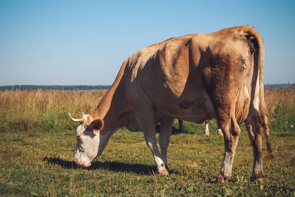 晴れた日に緑の牧草地に放牧牛 - 写真・画像