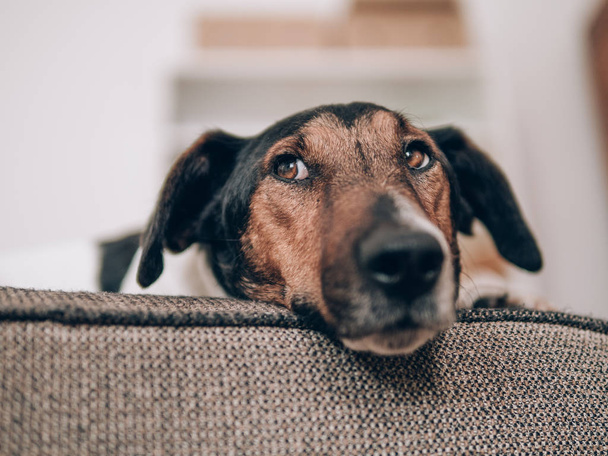 Odpoczynek w domu psa. Ładny terrier pies leżący na kanapie.  - Zdjęcie, obraz