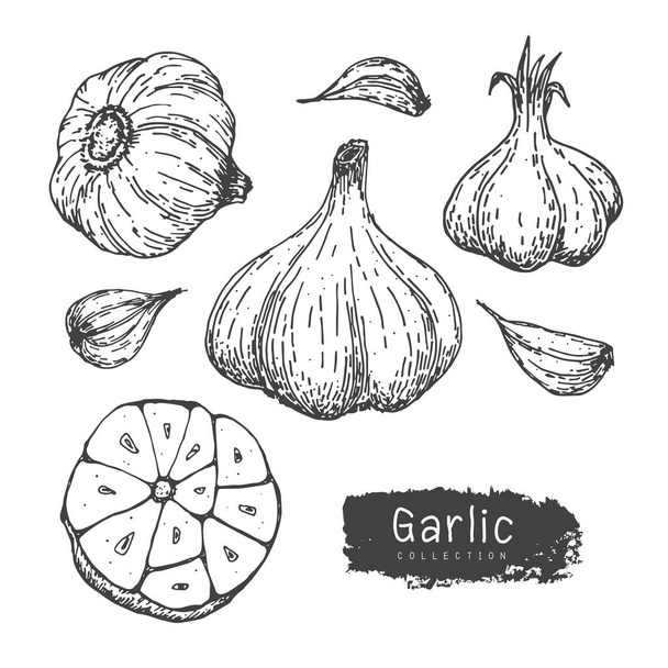 Garlic Collection, Hand Draw Garlic Vector Set iSolated White Background. - Vetor, Imagem