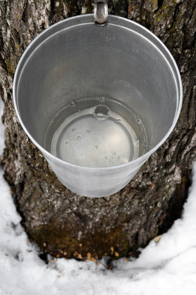 Bucket on a tree filled with maple sap - Photo, Image