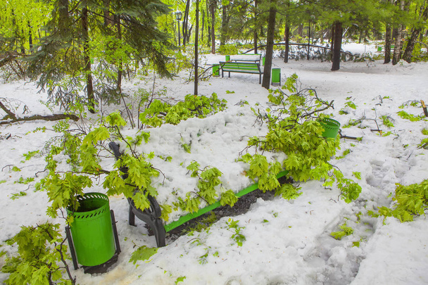 parque de primavera con árboles verdes después de la tormenta nevada
 - Foto, Imagen