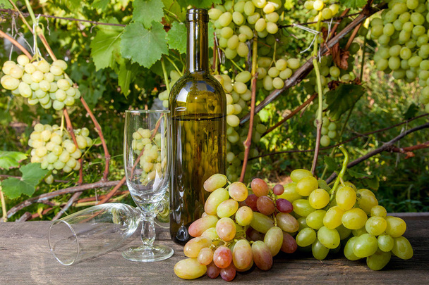 Two empty glasses, grapes bunches and bottle of white wine on vintage wooden background on the vineyard background. Bunches of green and yellow berries of grapes on branch with leaves in vineyard as background - Photo, Image