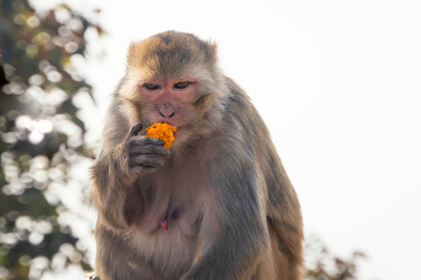 Makak kobieta ma żółte kwiaty w jej naturalnym środowisku. Indie. Zła małpa z surowe wygląd. Agresywne małpy - Zdjęcie, obraz