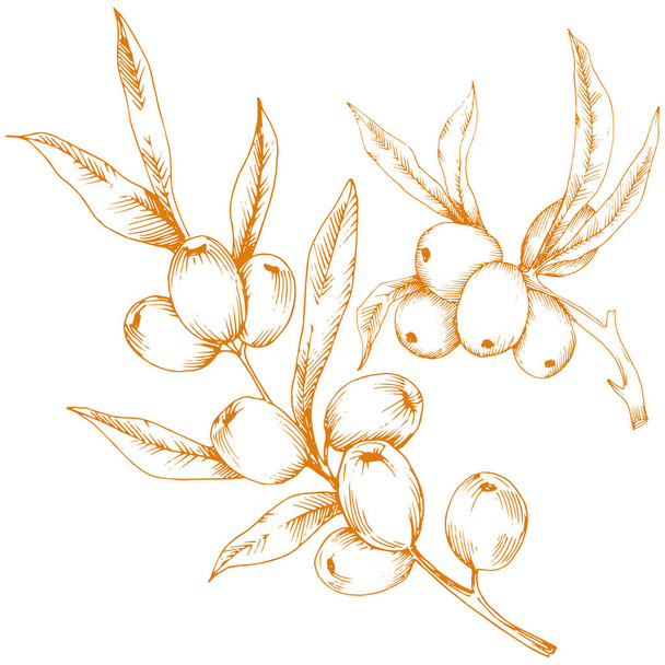 Narancssárga hippophae növény. Vektor ikonra a fehér háttér előtt. Vektor virág a háttér textúra, burkoló minta, keret vagy határ. - Vektor, kép