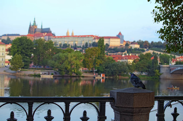 Blauwe duif zit op de achtergrond van de Praagse burcht met de Sint Vitus kathedraal in het historische centrum in Praag door de rivier de Moldau. Prague, Tsjechië. - Foto, afbeelding