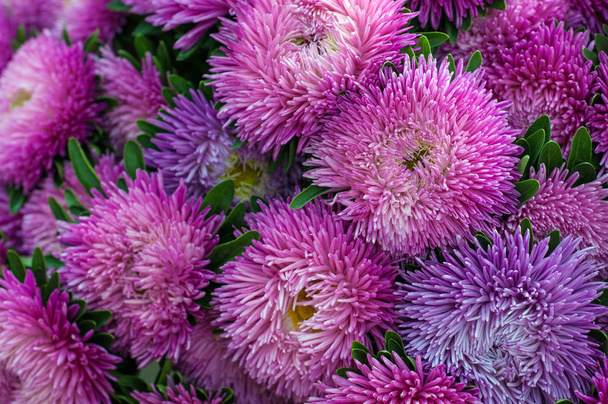 Rüschen lila Astern im Sommergarten. ein Strauß blühender Callistephus chinensis. üppige frische magentafarbene Blüten Astern wachsen im Beet. - Foto, Bild