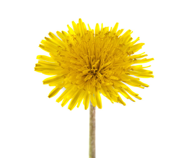 yellow dandelion isolated on white background - Photo, Image