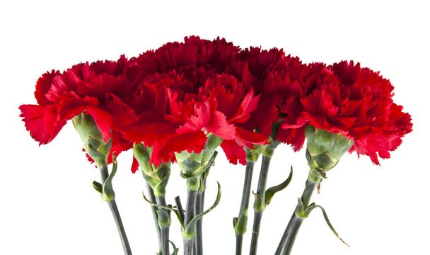 Carnation flowers isolated on white background - Photo, Image