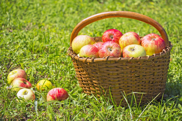 Freshly red apples in the wooden basket on green gras - Photo, Image