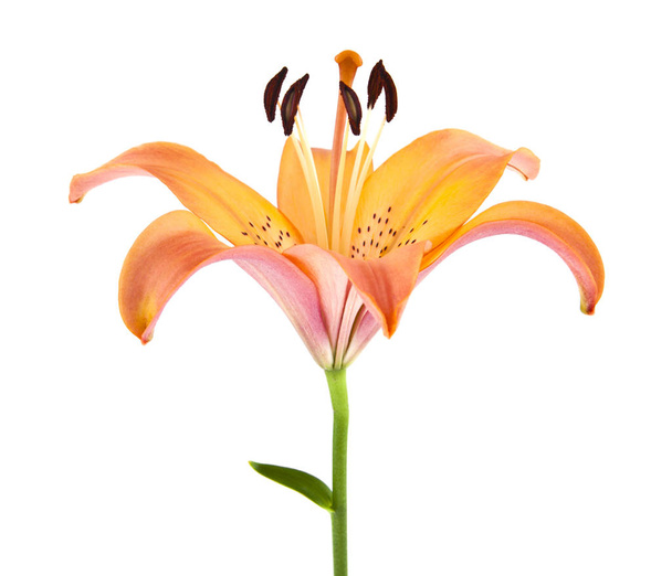 lily flowers isolated on white background - Photo, Image