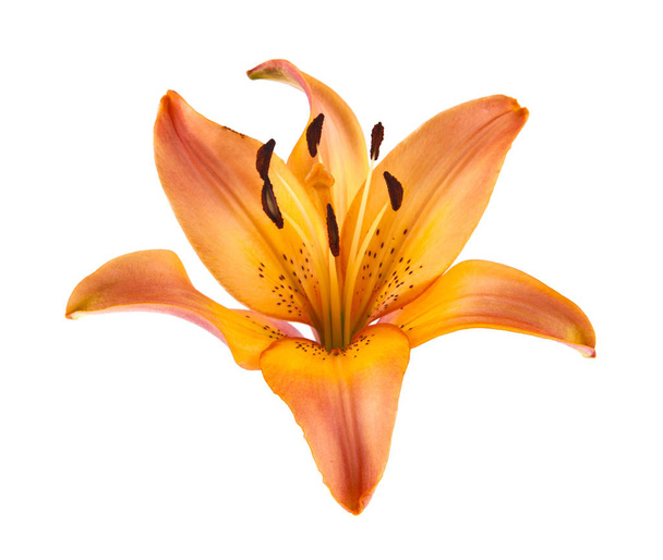 lily flowers isolated on white background - 写真・画像