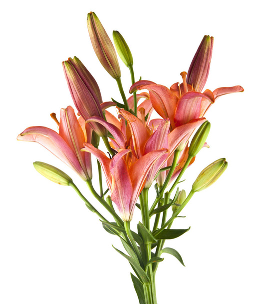 Квіти лілії ізольовані на білому тлі
 - Фото, зображення