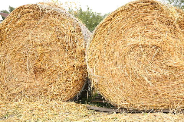 golden bales of hay outdoors in a field - Photo, Image