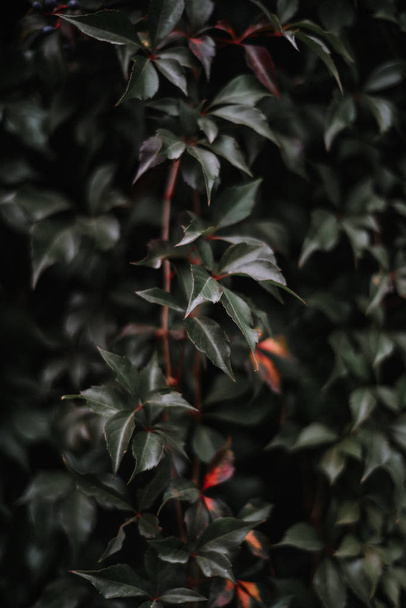 vertical image of green leaves  - Zdjęcie, obraz