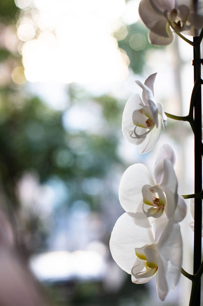 schönen Hausstrauß Orchidee im Inneren. selektiver weicher Fokus. lebendige tropische weiße Orchideenblume, blumiger Hintergrund. Orchideen am Fenster - Foto, Bild