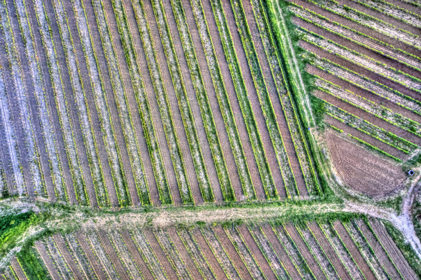 Вид сверху на часть виноградника в весенний сезон
 - Фото, изображение