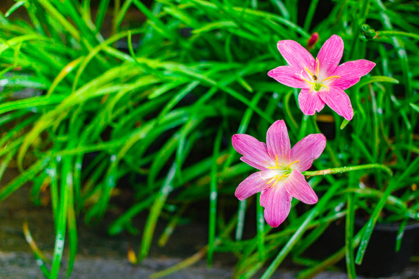Vaaleanpunainen kukka, Zephyranthes grandiflora, lilja kukka luonnon taustalla
. - Valokuva, kuva