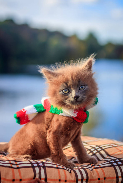 Pequeño gatito en un paseo con una bufanda de color. El gatito está caminando. Mascota. Foto de otoño con un animal. Gato ahumado esponjoso con un corte de pelo. Groommer corte de pelo gato
. - Foto, imagen
