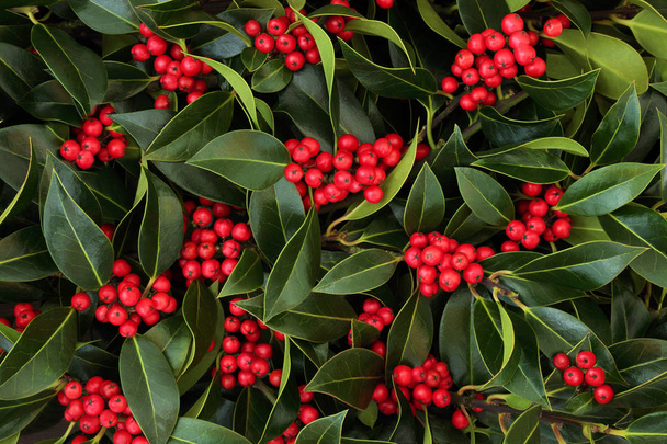 Winter and Christmas holly berry background. Traditional Christmas greeting card for the holiday season. - Photo, Image