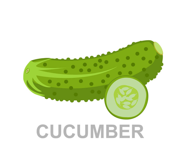Komkommer vector illustratie. gekleurd groente concept. Vers voedsel.   - Vector, afbeelding
