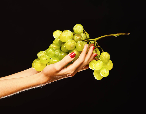 Autumn vinery harvest idea. Cluster of white or green grapes - 写真・画像