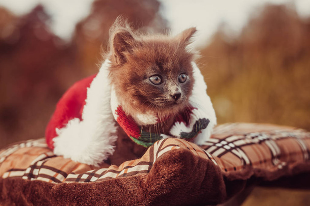 kleines Kätzchen auf einem Spaziergang mit farbigem Schal und Weihnachtsmütze. das Kätzchen geht. Haustier. Herbstfoto mit einem Tier. flauschige rauchige Katze mit Haarschnitt. Groommer Haarschnitt Katze. - Foto, Bild