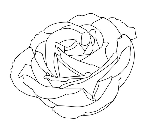  rose white buds of roses black line - Vektor, kép