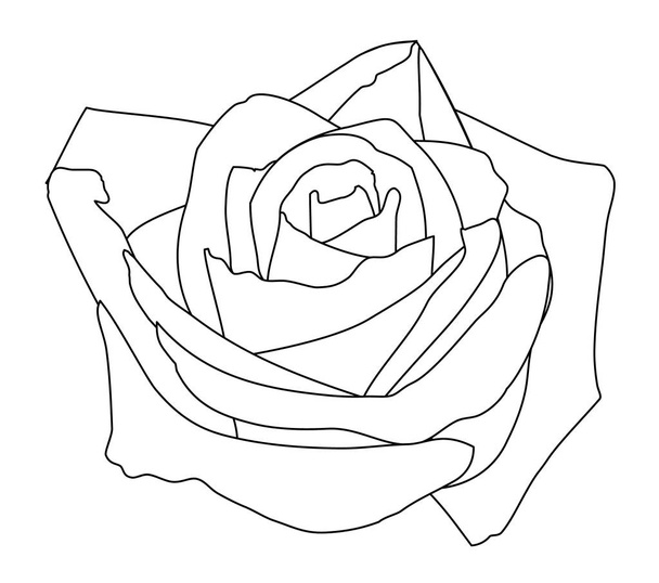  rose white buds of roses black line - ベクター画像