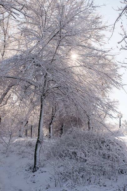 árboles en la nieve. paisaje de invierno. ramas de árboles en invierno
 - Foto, Imagen