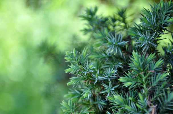 blue spruce branches on a green bokeh background. space for your text. - Zdjęcie, obraz