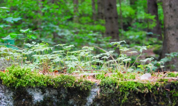 Close-up van kreupelhout met wild gras en mos - Foto, afbeelding