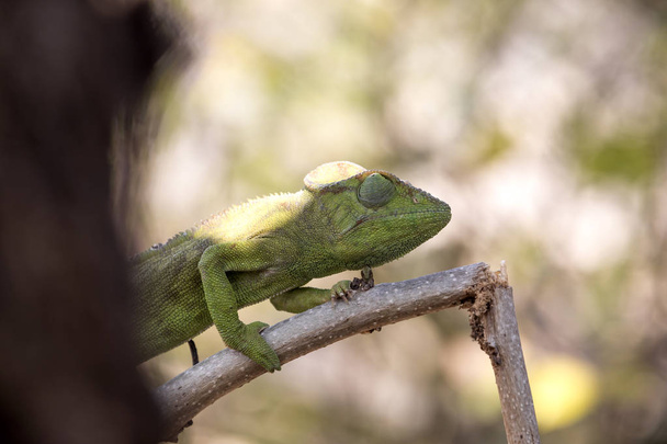 Petter's kameleon, Furcifer Petteri jest stosunkowo bogate w obszarach przybrzeżnych północnego Madagaskaru - Zdjęcie, obraz