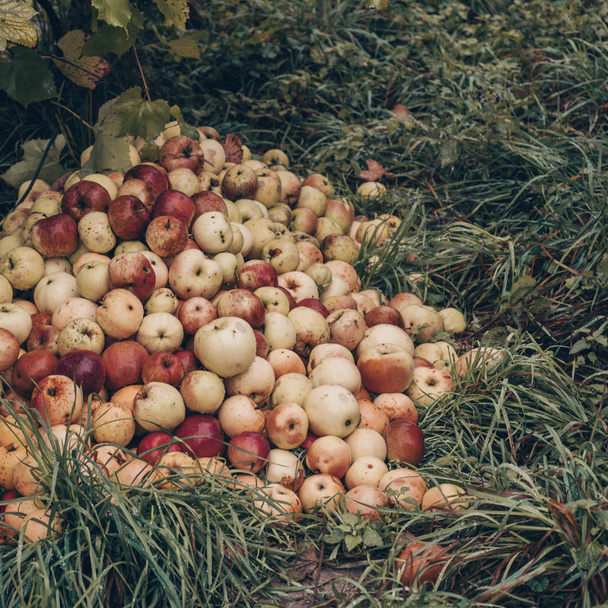 Fall foliage and red apples near the hill. Apple picking, thanksgiving concept. Oak leaves, planks, raining, autumn, fall foliage - Φωτογραφία, εικόνα