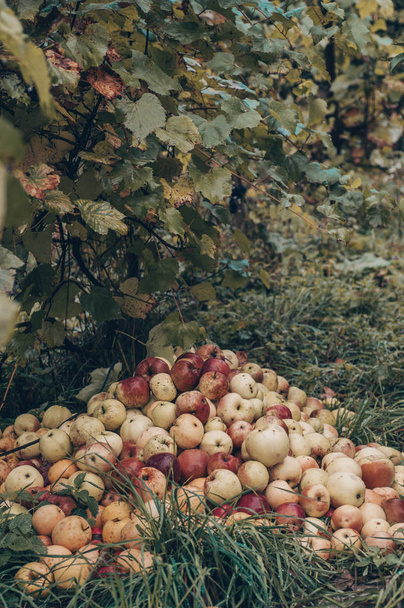 Fall foliage and red apples near the hill. Apple picking, thanksgiving concept. Oak leaves, planks, raining, autumn, fall foliage - Valokuva, kuva