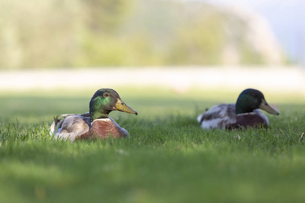 Deux Canards colverts mâles sur l'herbe verte. - Photo, image