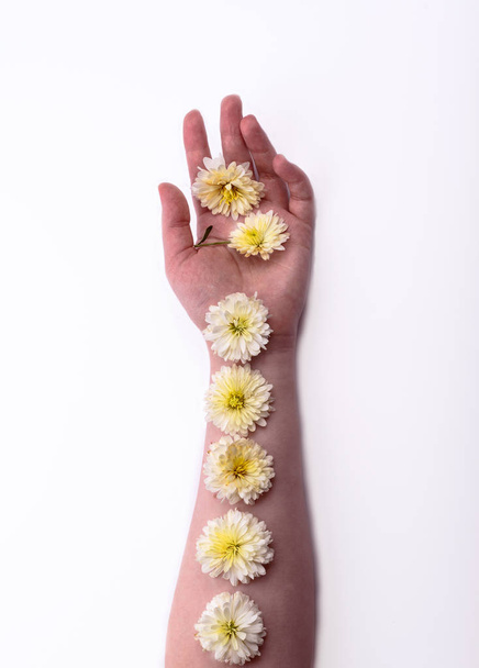 Yellow-white chrysanthemum on the hand of a girl. Skin care - Valokuva, kuva