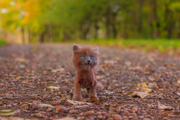Petit chaton en promenade sur le chemin. Le chaton marche. Pet. Photo d'automne avec un animal. Chat fumé moelleux avec une coupe de cheveux. Groommer chat coupe de cheveux
. - Photo, image