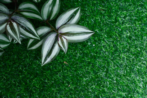 Tradescantia zebrina sobre hierba verde fondo
 - Foto, Imagen