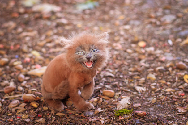 Pequeño gatito en un paseo por el camino. El gatito está caminando. Mascota. Foto de otoño con un animal. Gato ahumado esponjoso con un corte de pelo. Groommer corte de pelo gato
. - Foto, imagen
