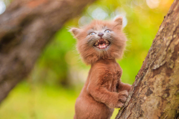 kleines Kätzchen auf einem Baum sitzend. das Kätzchen geht. Haustier. Herbstfoto mit einem Tier. flauschige rauchige Katze mit Haarschnitt. Groommer Haarschnitt Katze. - Foto, Bild