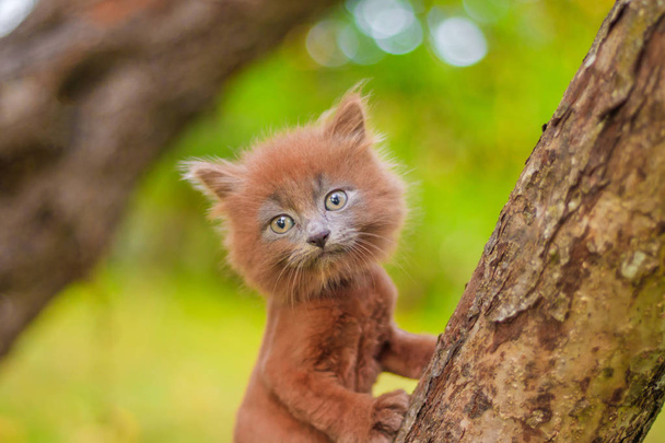 Pieni kissanpentu istuu puussa. Kissanpentu kävelee. Lemmikki. Syksyn kuva eläimen kanssa. Pörröinen savuinen kissa, jolla on tukka. Groommer hiustenleikkuun kissa
. - Valokuva, kuva