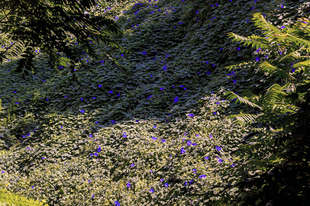 Esfoliação mediterrânea com flores azuis em Riviera italiana
 - Foto, Imagem