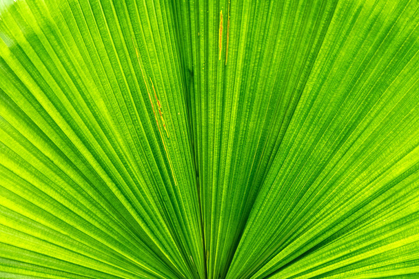 Hoja verde de primer plano de fondo de textura de palmera
 - Foto, imagen