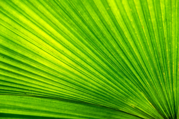 Nahaufnahme grünes Blatt der Palme Textur Hintergrund - Foto, Bild