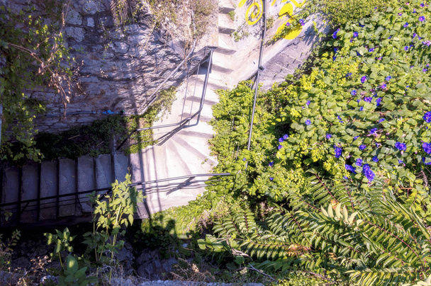 Exfoliante mediterráneo con flores azules en Riviera Italiana
 - Foto, Imagen