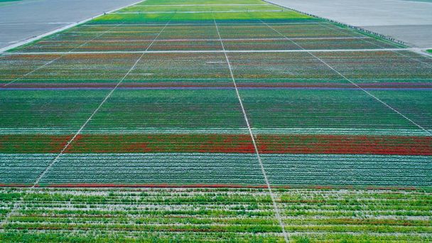 Letecký pohled na krásný vzor tulipánů v různých barvách v poli žárovka květina v Nizozemsku. Krásné tulipány zahrada - Fotografie, Obrázek