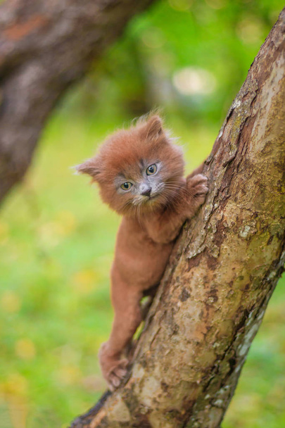 kleines Kätzchen auf einem Baum sitzend. das Kätzchen geht. Haustier. Herbstfoto mit einem Tier. flauschige rauchige Katze mit Haarschnitt. Groommer Haarschnitt Katze. - Foto, Bild