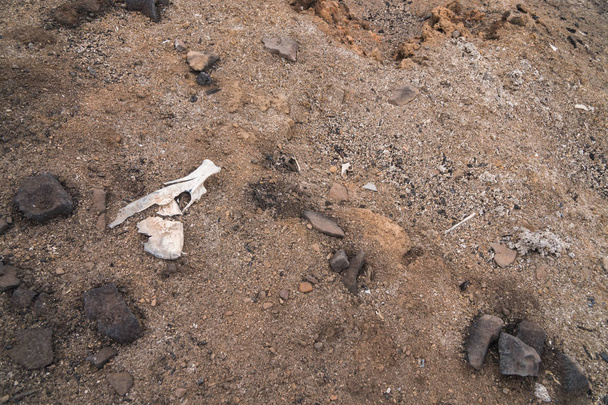 Blootgesteld botten in een landschap beschadigd door de Thomas Fire langs Highway 33 in Ojai, Californië - Foto, afbeelding