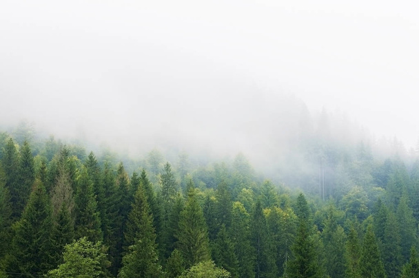  πλαγιές των βουνών, λόφοι, δάσος, ομίχλη το πρωί - Φωτογραφία, εικόνα
